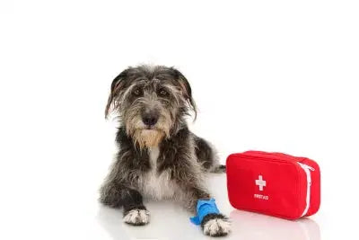 Steps To Disinfect Dog Wounds