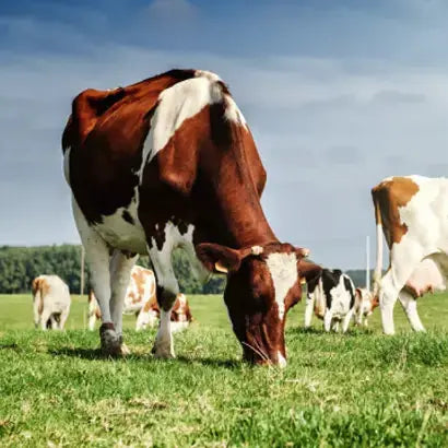 A way to combat diseases in the livestock industry