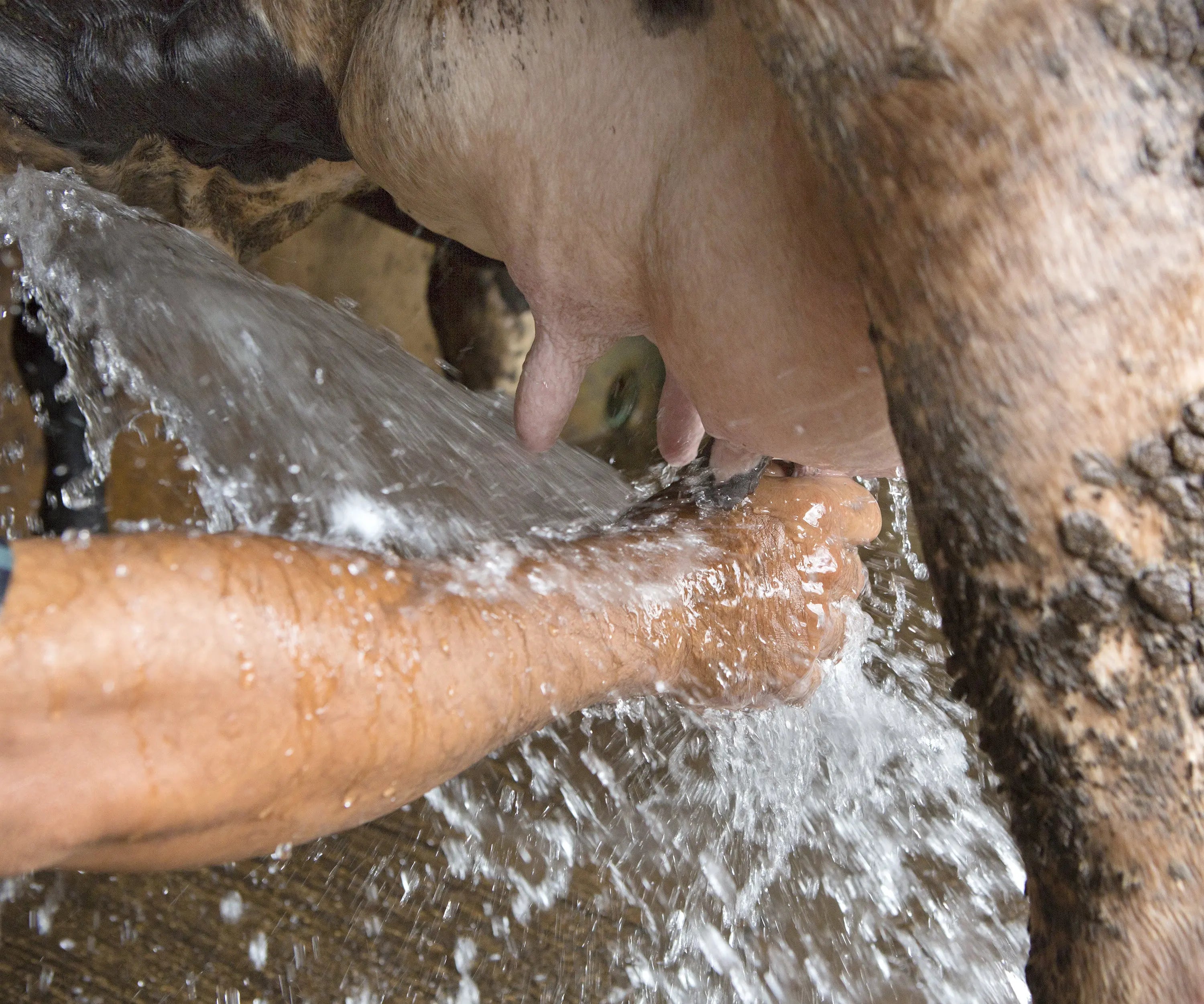 The Power of HOCL in Enhancing Livestock and Dairy Farming