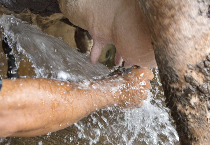 The Power of HOCL in Enhancing Livestock and Dairy Farming